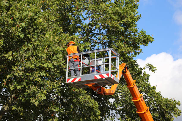 Reliable Escalon, CA Tree Removal and Landscaping Services Solutions